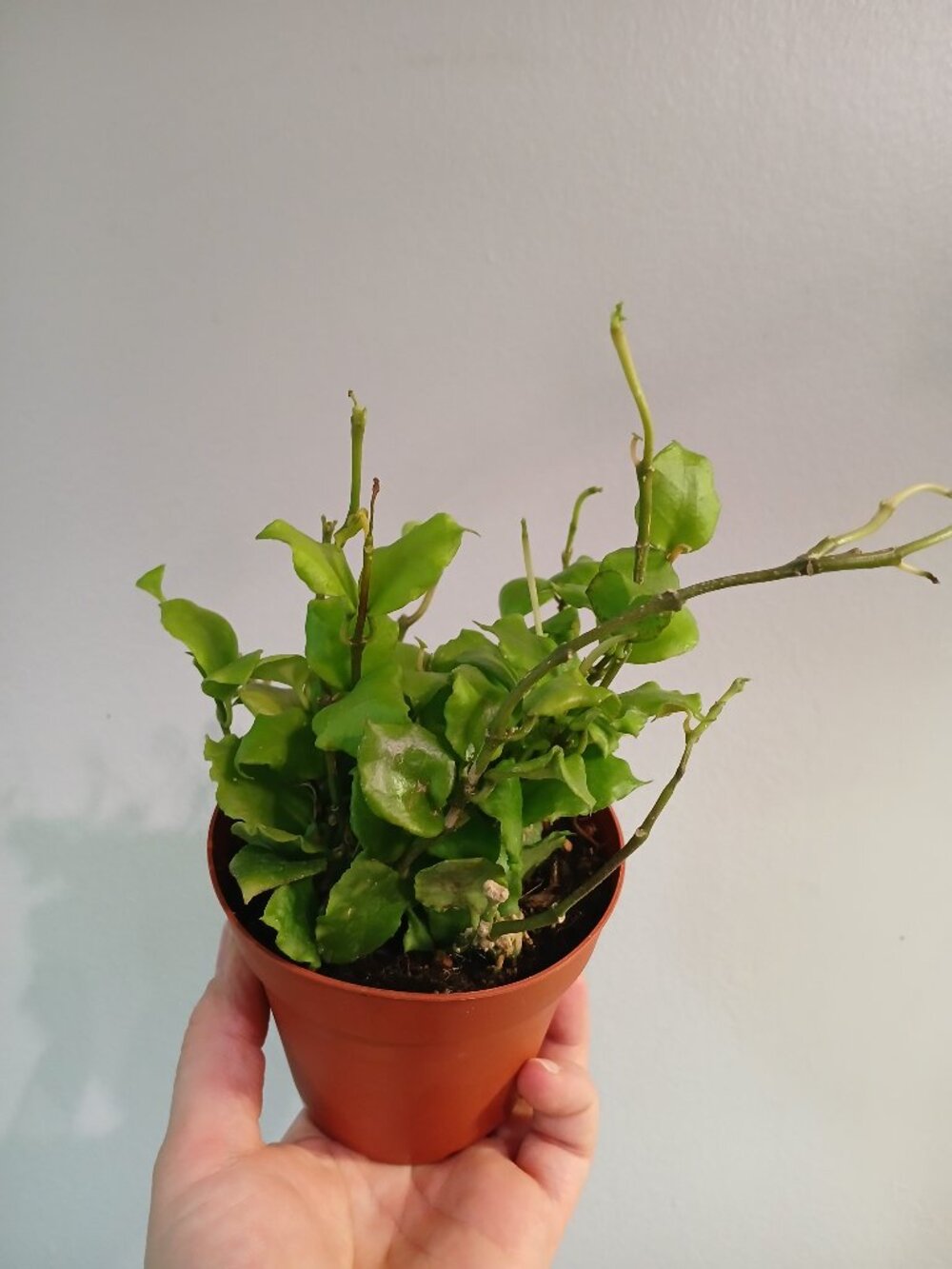 Hoya Endauensis